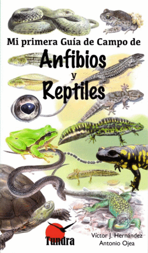 ANFIBIOS Y REPTILES/MI PRIMERA GUIA DE CAMPO