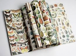 PAPEL REGALO NATURAL HISTORY